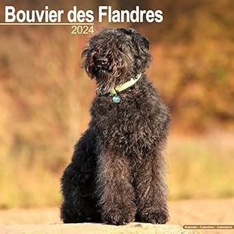 Bouvier Des Flandres (Euro) Calendar 2024 Square Dog Breed Wall ...