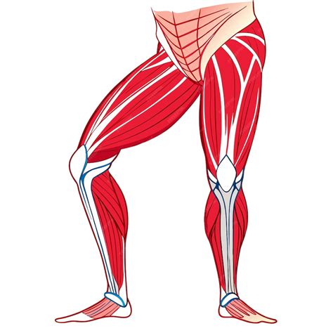 Upper legs muscles anatomy clipart vector art and illustration ...
