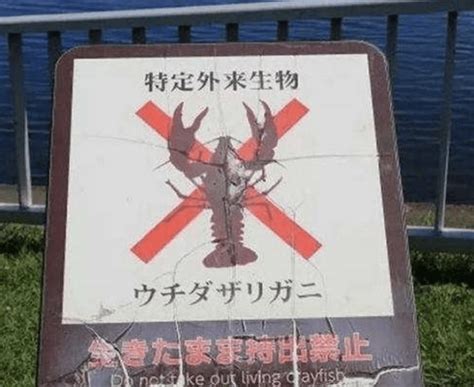 日本立法禁止出售或放生小龙虾_日本立法禁售小龙虾_中国_本土
