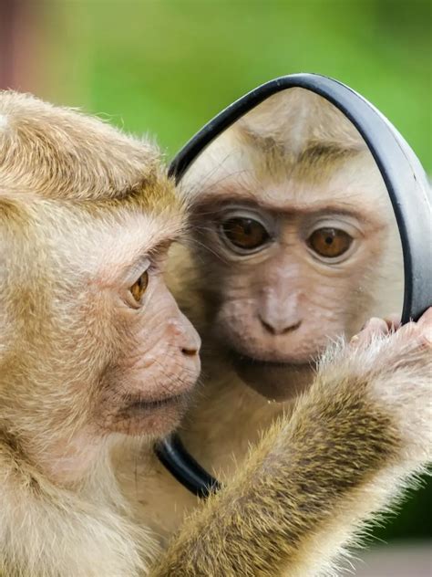 5 animals that can surprisingly mimic humans