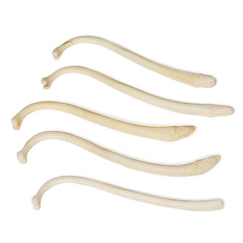 Coon Baculum