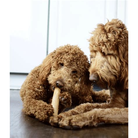 Buy Outward Hound Dogwood Durable Stick for Dogs Online | Supertails