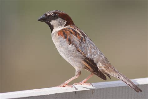 Sparrow - Wikipedia