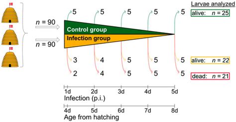 Stonebrood Disease—Histomorphological Changes in Honey Bee Larvae (Apis ...