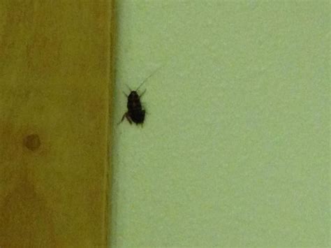 FLAMINGO INN (South Padre Island) - Motel Reviews, Photos, Rate ...