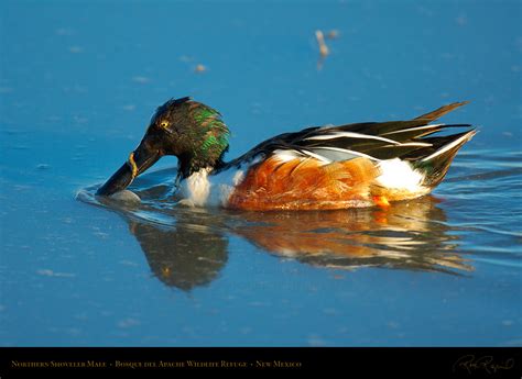Shovelers and Ruddy Ducks