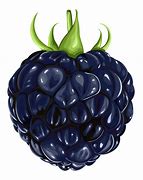Image result for BlackBerry Fruit Clip Art