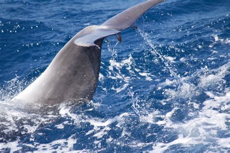 The Saison 2017 – a retrospective