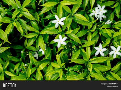 Philippine National Flower Sampaguita