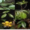 venn diagram on endangered ,endemic , extinct , vulnerable plant and ...
