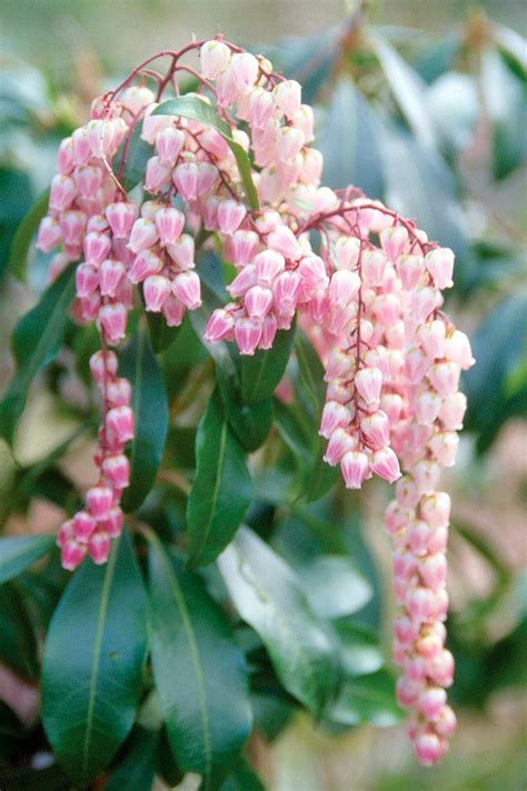 Fall Flowering Evergreen Shrubs
