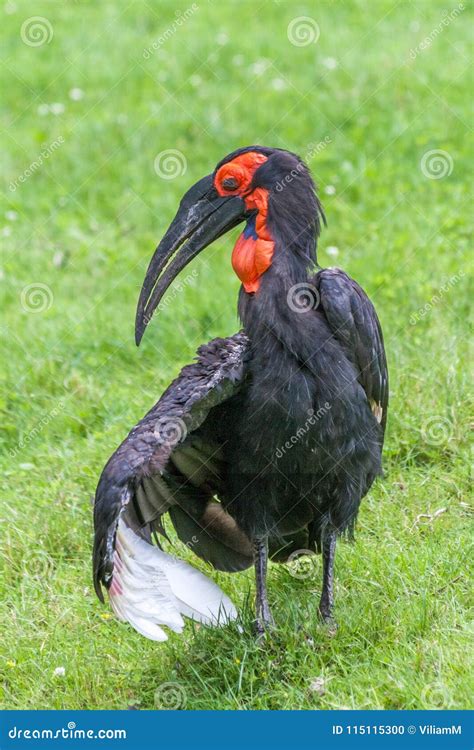 The Southern Ground Hornbill Bird. Stock Photo - Image of outdoors, feather: 115115300