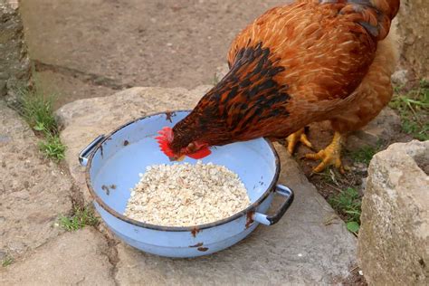 So, Can Chickens Eat Oats and Instant Oatmeal?
