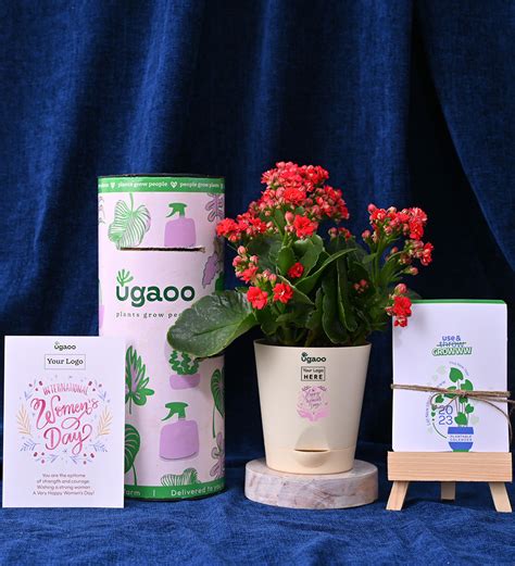 Kalanchoe Red & Plantable Calendar For Women's Day – Ugaoo