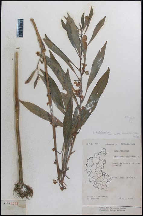 Herbarium JCB