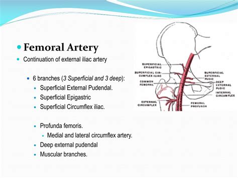 Femoral Artery And Its Branches