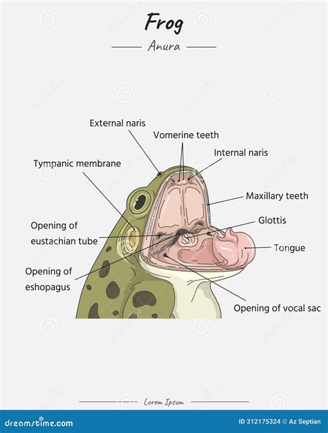 Frog Anatomy Circulatory System, Heart, Lung, Skins Illustration ...