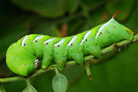 Bright Green Caterpillars: Types and Unknown Facts - EatHappyProject