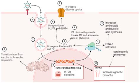 Insight into Oncogenic Viral Pathways as Drivers of Viral Cancers: Implication for Effective Therapy