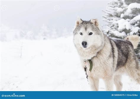 Siberian Husky Dogs in the Snow Stock Image - Image of brown, lapland ...