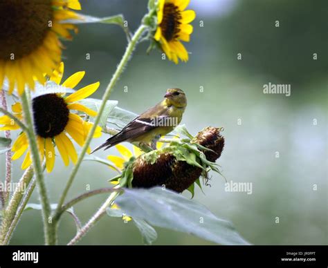 Which Birds Eat Sunflower Seeds: A Complete Guide