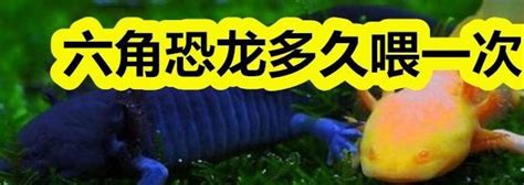 呆萌的“六角恐龙”被日本人端上了餐桌，日网友：又要被骂了！