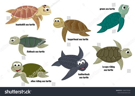 Sea Turtle Types 的图像结果
