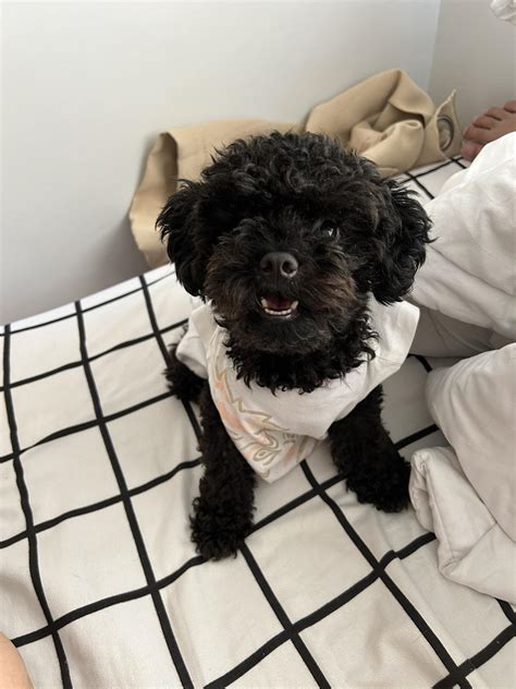 the very definition prim and proper everyone : r/aww