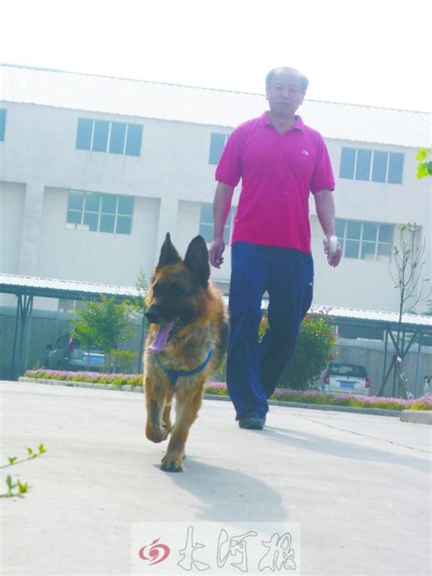 宠物犬被实施安乐死后复活 独自跑20公里回家_新闻频道_央视网