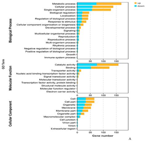 Conjoint Analysis of Genome-Wide lncRNA and mRNA Expression during the ...