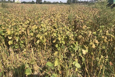 Sojaanbau: So funktioniert der Einstieg | agrarheute.com