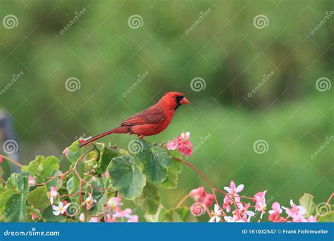 Red Cardinal Hawaii Big Island USA Stock Image - Image of green ...
