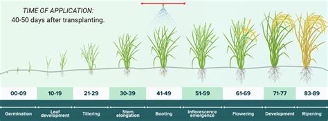 ORMIE Dose per Acre? - Blog - Sumitomo Chemical India Ltd.