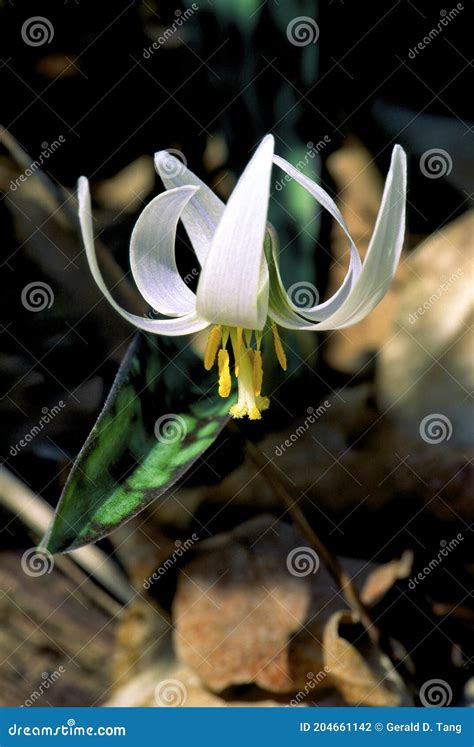 White Trout Lily 15598 stock photo. Image of dogtooth - 204661142