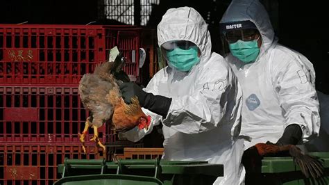 史无前例的禽流感暴发引科学家担忧 - 知乎