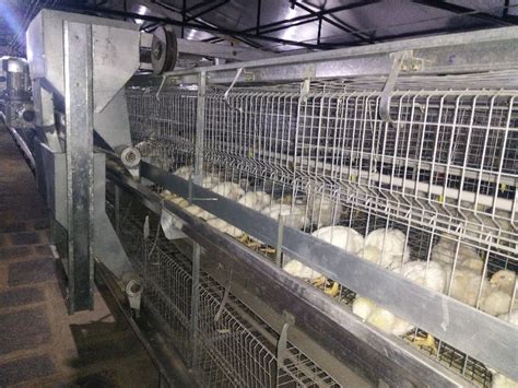 Broiler Breeder Parent Cages Manufacturer, Supplier from Mumbai