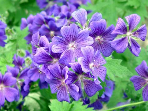 Çiçek Resimleri (6. Katalog) - Sayfa 70