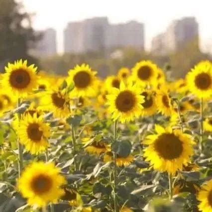 杭州湘湖景区花田花海向日葵,农作物,植物花草,摄影素材,汇图网www.huitu.com