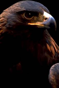iphone black eagle wallpaper hd eagle iphone wallpaper hd iphone black eagle wallpaper hd eagle iphone wallpaper hd