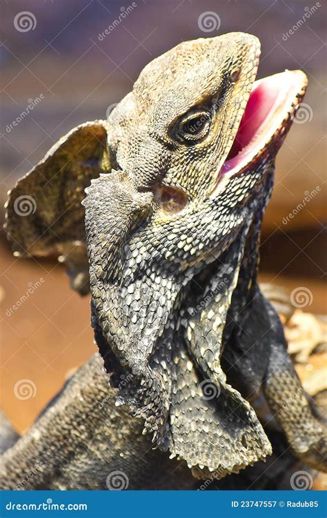 Frilled Lizard stock image. Image of dragon, captivity - 23747557