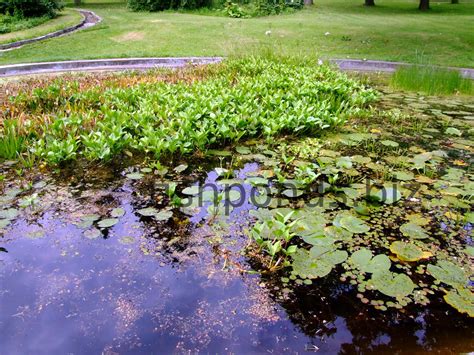 Fish Pond Plants Types at Bridget Pardo blog