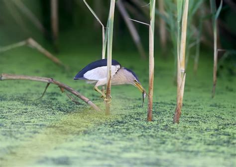 Image result for Alien Earth Monsters