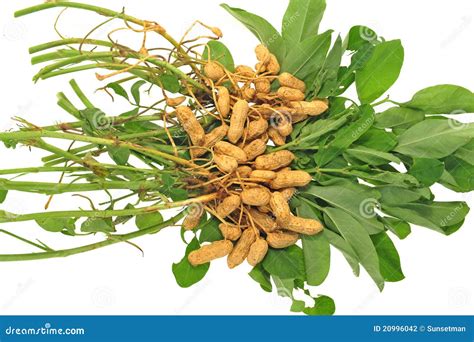 Groundnut Plant stock photo. Image of stalk, peanut, farm - 20996042