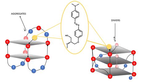 Spectroscopic Properties of Two 5′-(4-Dimethylamino)Azobenzene ...