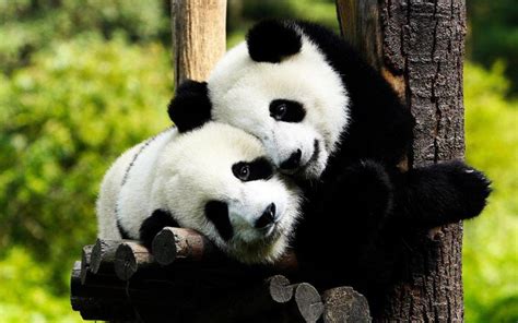 国宝大熊猫,高清图片,动物壁纸-好运图库_动物壁纸_壁纸_好运图库