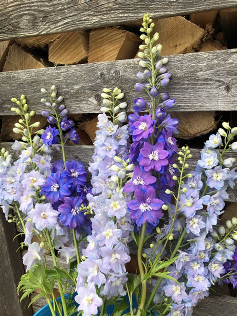 Delphinium Flowers in Blue Vase