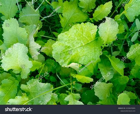 Chinese Mustard Green Plant: Over 3,748 Royalty-Free Licensable Stock ...