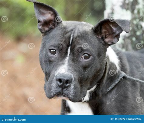 Pitbull Black And White