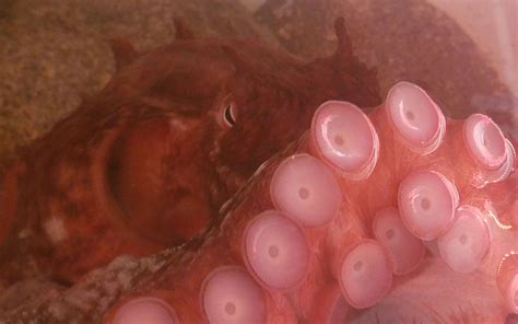 Image result for Alien Octopus Theory