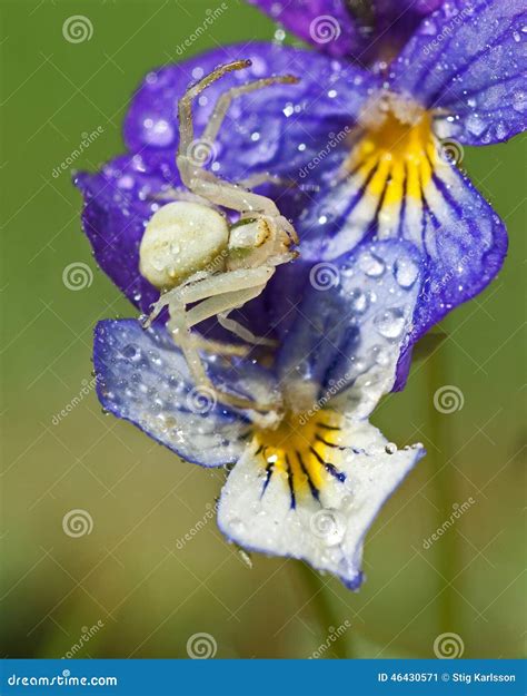 Flower Crab Spider, Thomisidae Misumena Vatia Stock Image - Image of ...